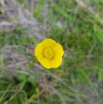 Ranunculus lappaceus (Australian Buttercup) at Tinderry, NSW - 19 Feb 2024 by danswell