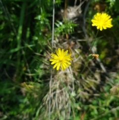 Picris angustifolia subsp. merxmuelleri at Mt Holland - 19 Feb 2024 02:43 PM