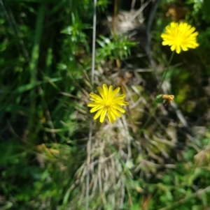 Picris angustifolia subsp. merxmuelleri at Mt Holland - 19 Feb 2024 02:43 PM