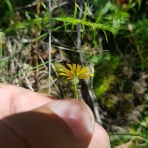 Picris angustifolia subsp. merxmuelleri at Mt Holland - 19 Feb 2024