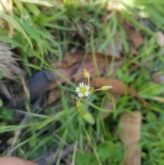 Cerastium vulgare (Mouse Ear Chickweed) at Tinderry, NSW - 19 Feb 2024 by danswell