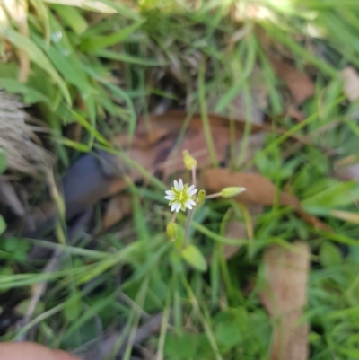Cerastium vulgare (Mouse Ear Chickweed) at Mt Holland - 19 Feb 2024 by danswell
