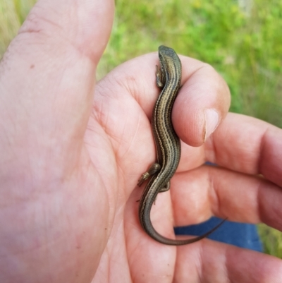 Pseudemoia pagenstecheri (Grassland Tussock-skink) at Tinderry, NSW - 19 Feb 2024 by danswell