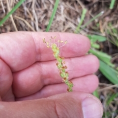 Plantago varia (Native Plaintain) at Tinderry, NSW - 19 Feb 2024 by danswell