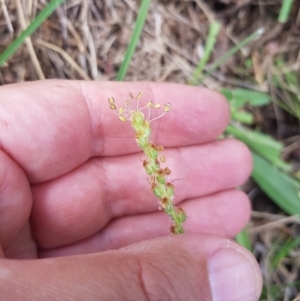 Plantago varia at Mt Holland - 19 Feb 2024 12:38 PM