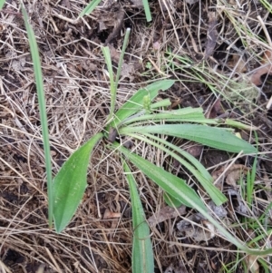 Plantago varia at Mt Holland - 19 Feb 2024 12:38 PM