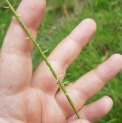 Hemarthria uncinata (Matgrass) at Tinderry, NSW - 19 Feb 2024 by danswell