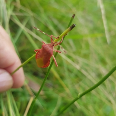 Coreidae (family) (Coreid plant bug) at Mt Holland - 19 Feb 2024 by danswell