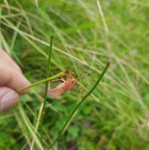 Coreidae (family) at Mt Holland - 19 Feb 2024