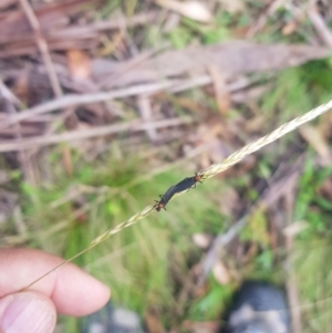 Plecia sp. (genus) at Mt Holland - 19 Feb 2024