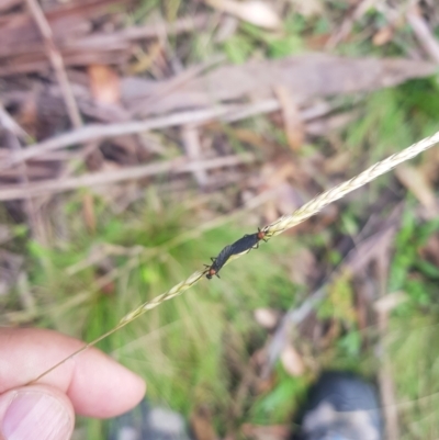 Plecia sp. (genus) (Lovebug Fly) at Tinderry, NSW - 18 Feb 2024 by danswell