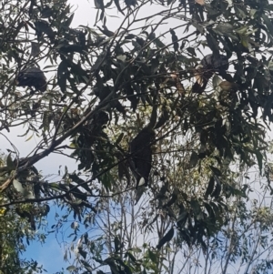 Callocephalon fimbriatum at Mt Holland - suppressed