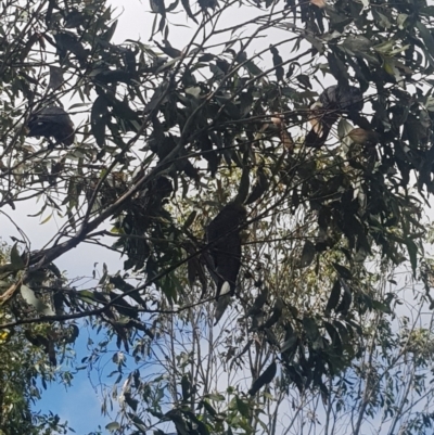 Callocephalon fimbriatum (Gang-gang Cockatoo) at Mt Holland - 19 Feb 2024 by danswell