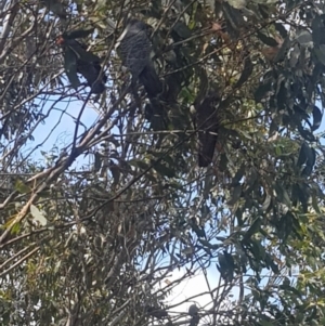 Callocephalon fimbriatum at Mt Holland - suppressed