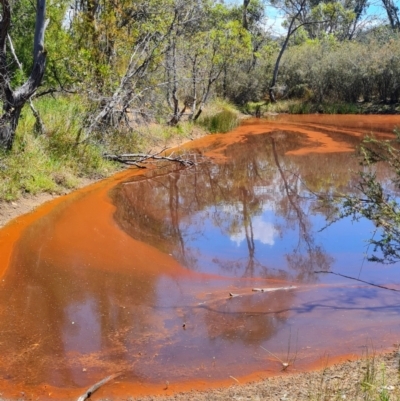 Iron Bacteria at Yarralumla, ACT - 17 Feb 2024 by WalkYonder