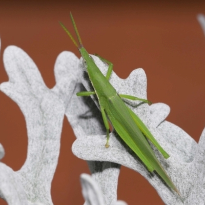 Atractomorpha similis (Northern Grass Pyrgimorph) at Wellington Point, QLD - 17 Feb 2024 by TimL