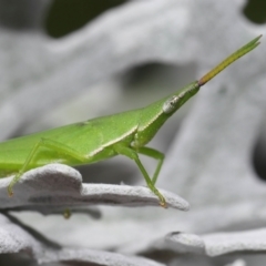 Atractomorpha similis at Wellington Point, QLD - suppressed