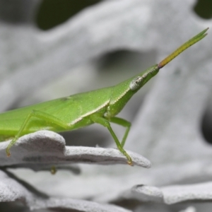 Atractomorpha similis at Wellington Point, QLD - suppressed