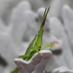 Atractomorpha similis at Wellington Point, QLD - 17 Feb 2024