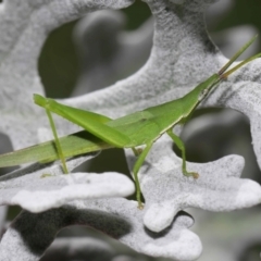 Atractomorpha similis at Wellington Point, QLD - suppressed