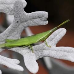 Atractomorpha similis at Wellington Point, QLD - suppressed