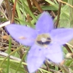 Dasytinae (subfamily) at Yarralumla Grassland (YGW) - 19 Feb 2024