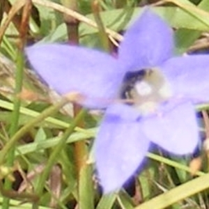 Dasytinae (subfamily) at Yarralumla Grassland (YGW) - 19 Feb 2024