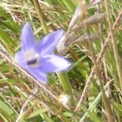 Dasytinae (subfamily) at Yarralumla Grassland (YGW) - 19 Feb 2024