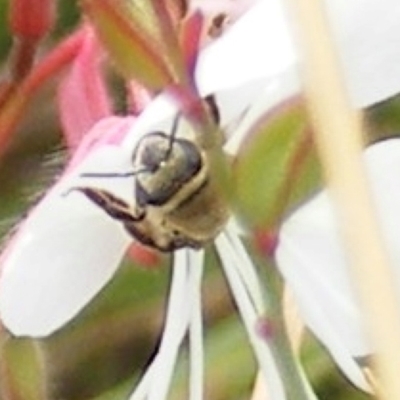 Paracolletes crassipes at Yarralumla, ACT - 18 Feb 2024 by MichaelMulvaney