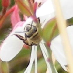 Paracolletes crassipes at Black Street Grasslands to Stirling Ridge - 18 Feb 2024 by MichaelMulvaney