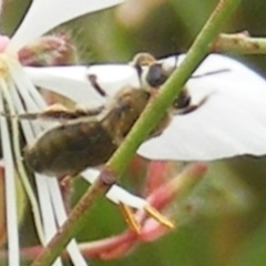 Paracolletes crassipes at Yarralumla Grassland (YGW) - 19 Feb 2024