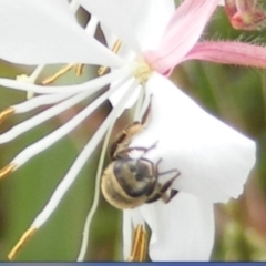 Paracolletes crassipes at Yarralumla Grassland (YGW) - 19 Feb 2024