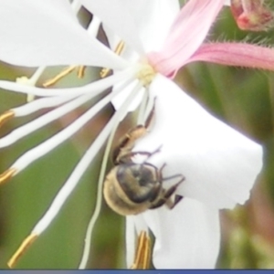 Paracolletes crassipes at Yarralumla Grassland (YGW) - 19 Feb 2024