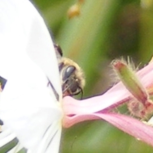 Paracolletes crassipes at Yarralumla Grassland (YGW) - 19 Feb 2024