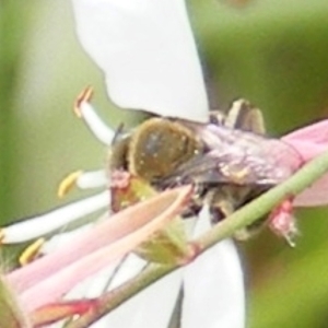 Paracolletes crassipes at Yarralumla Grassland (YGW) - 19 Feb 2024