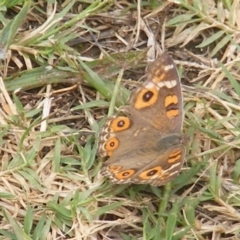 Junonia villida (Meadow Argus) at Yarralumla Grassland (YGW) - 18 Feb 2024 by MichaelMulvaney