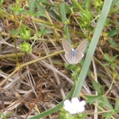 Zizina otis (Common Grass-Blue) at Yarralumla Grassland (YGW) - 19 Feb 2024 by MichaelMulvaney