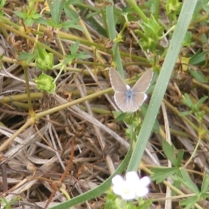 Zizina otis at Yarralumla Grassland (YGW) - 19 Feb 2024 10:59 AM