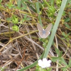 Zizina otis (Common Grass-Blue) at Yarralumla Grassland (YGW) - 18 Feb 2024 by MichaelMulvaney
