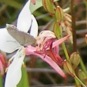 Zizina otis at Yarralumla Grassland (YGW) - 19 Feb 2024 10:59 AM