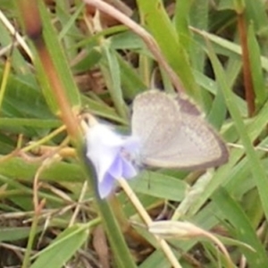 Zizina otis at Yarralumla Grassland (YGW) - 19 Feb 2024 10:59 AM