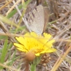 Zizina otis at Yarralumla Grassland (YGW) - 19 Feb 2024 10:59 AM