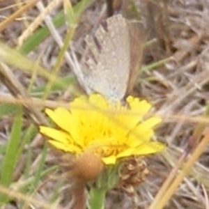 Zizina otis at Yarralumla Grassland (YGW) - 19 Feb 2024 10:59 AM