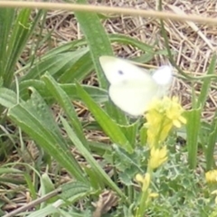 Pieris rapae (Cabbage White) at Yarralumla Grassland (YGW) - 19 Feb 2024 by MichaelMulvaney