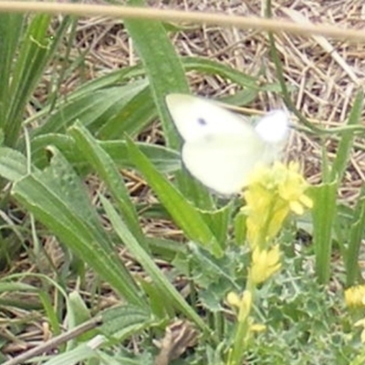 Pieris rapae (Cabbage White) at Yarralumla Grassland (YGW) - 19 Feb 2024 by MichaelMulvaney