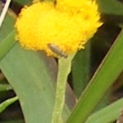 Dasytinae (subfamily) (Soft-winged flower beetle) at Yarralumla Grassland (YGW) - 19 Feb 2024 by MichaelMulvaney