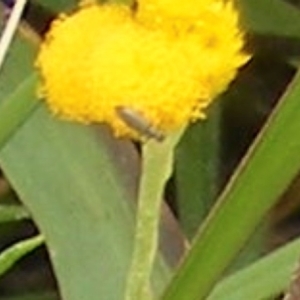 Dasytinae (subfamily) at Yarralumla Grassland (YGW) - 19 Feb 2024