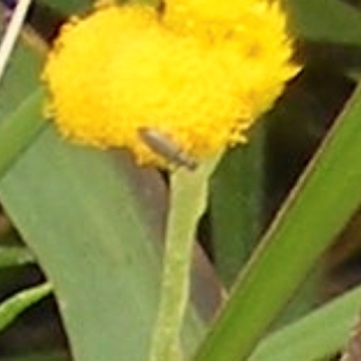 Dasytinae (subfamily) (Soft-winged flower beetle) at Black Street Grasslands to Stirling Ridge - 19 Feb 2024 by MichaelMulvaney