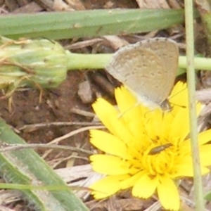 Dasytinae (subfamily) at Yarralumla Grassland (YGW) - 19 Feb 2024