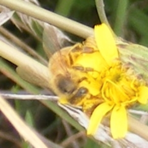 Apis mellifera at Yarralumla Grassland (YGW) - 19 Feb 2024